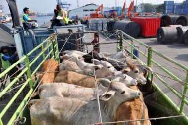 Pasokan Sapi Jatim : Carma Wira Impor 16.000 Ekor Tahun Depan